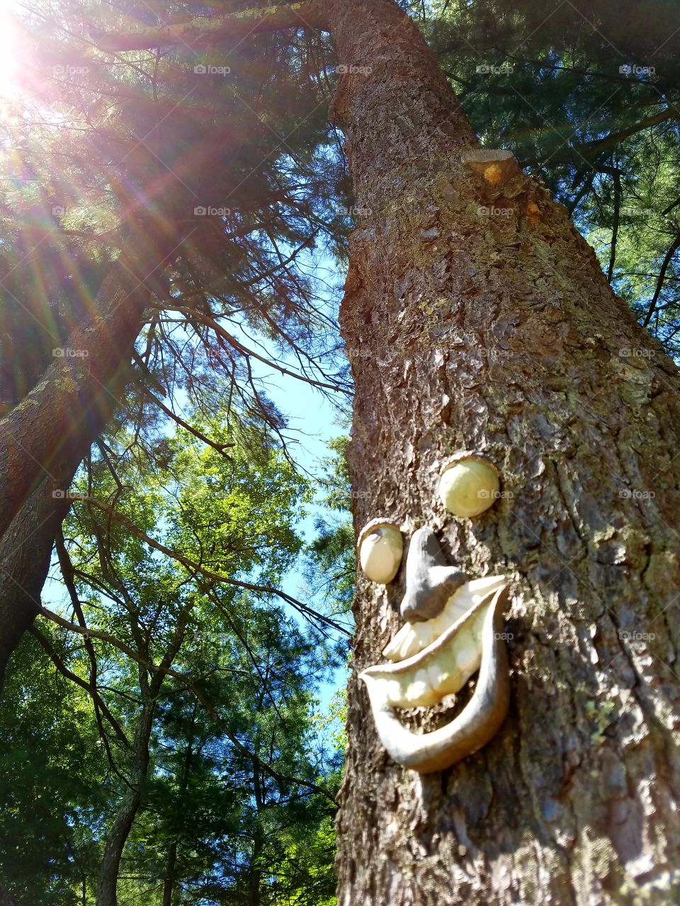 Face on pine trees in woods, morning sunshine with rays.