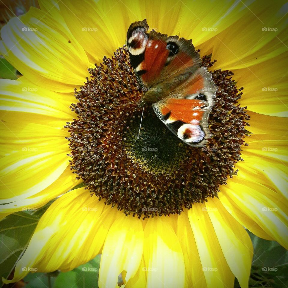 butterfly macro on sunflower