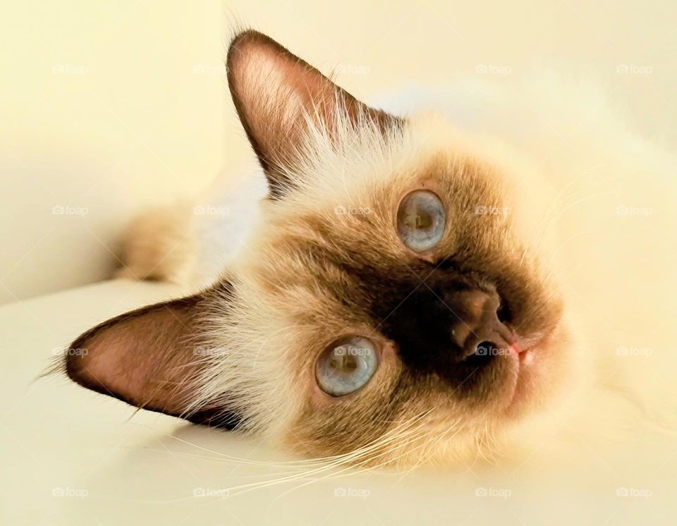 Close up portrait of the cute white with brown nose sacred birman kitten cat looking up