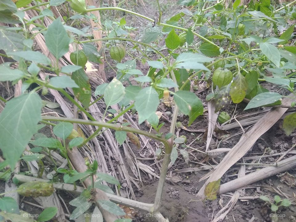 a famous tree in India of pappoten