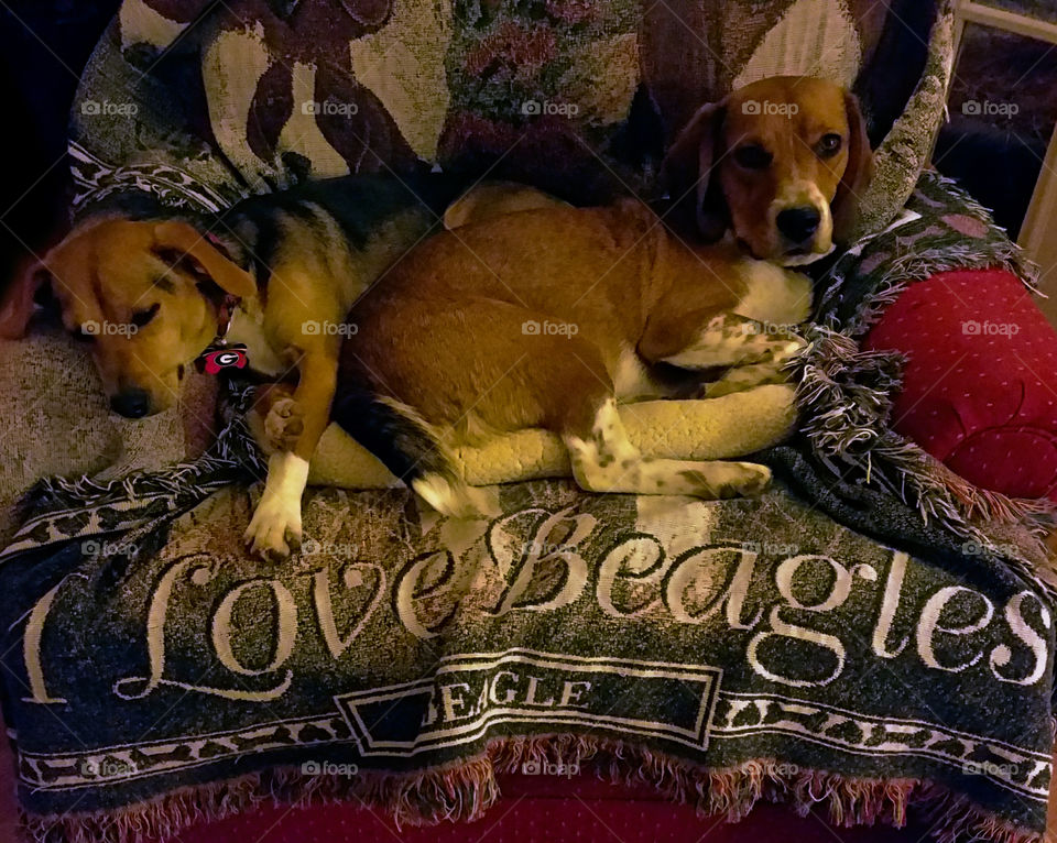 I love Beagles 