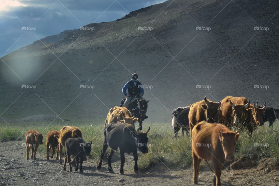 Mongolia cowboy
