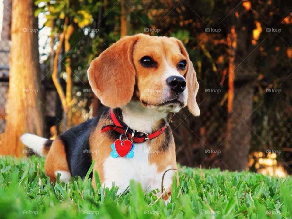 Lara, Pure breed Beagle, Amazing dog