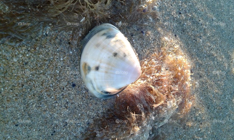 shell