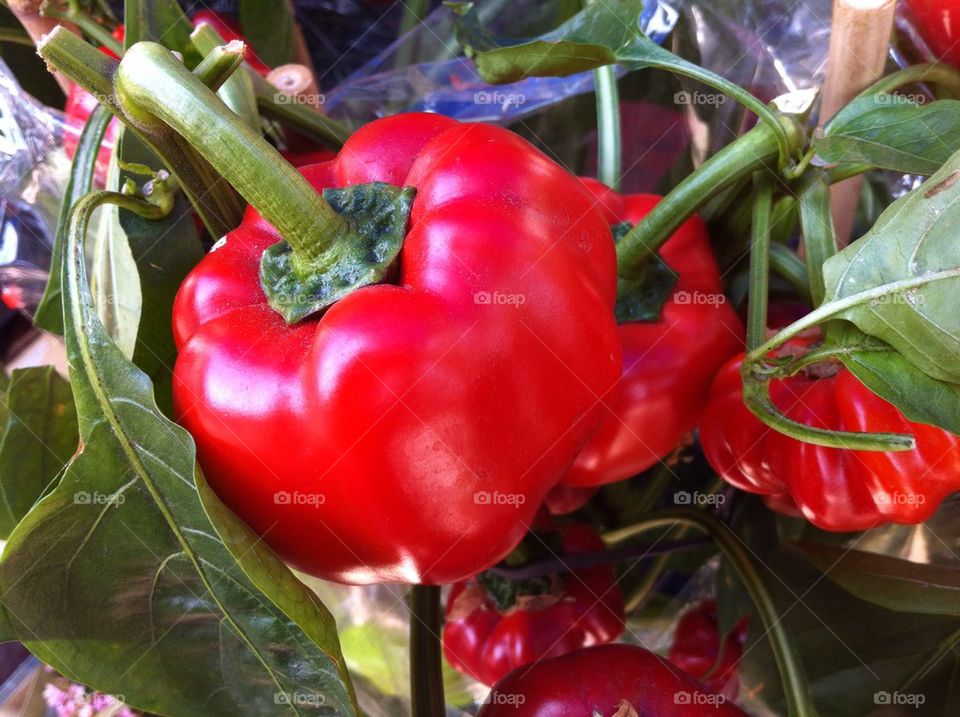 Plant with red sweet peppers.