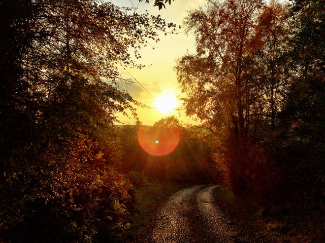 Country lane in the woods