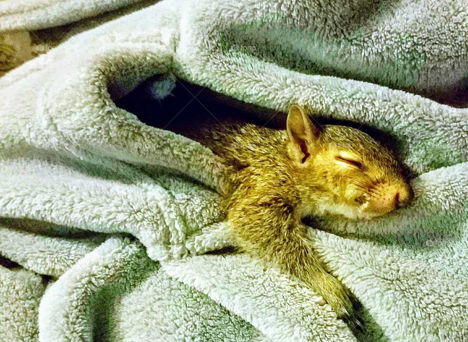 Meet Eastern gray squirrel Frederik, her first week after being rescued from a dangerous falling tree. She loved sleeping in my bathrobe pocket, just like above, and was an amazing friend. She is now thriving in the wild; successfully rehabilitated!
