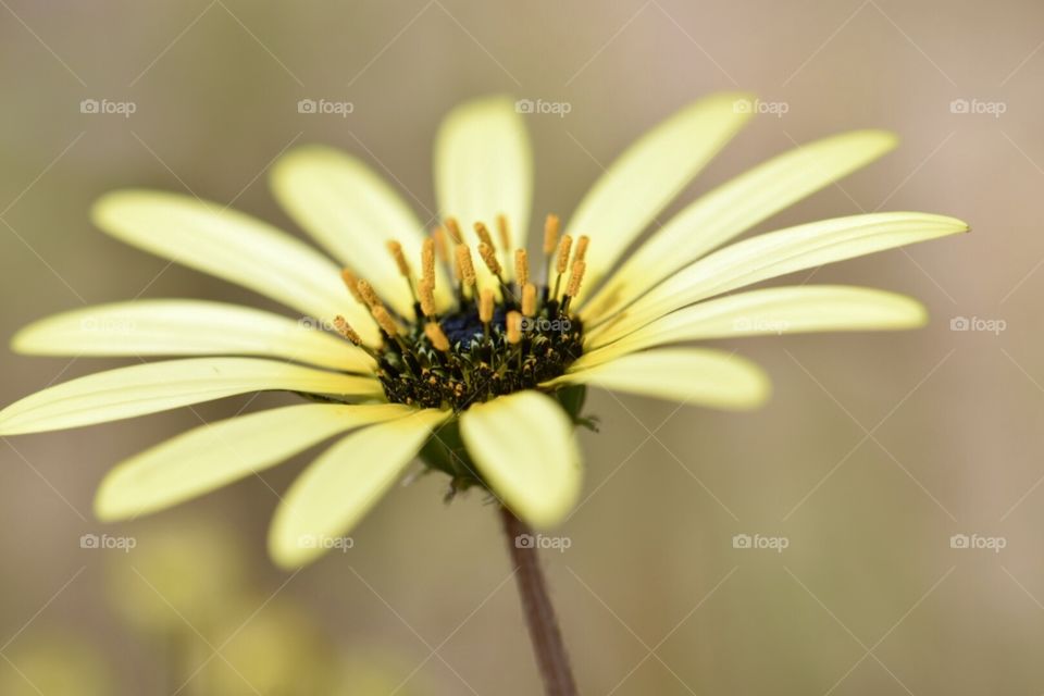 Spring flower yellow 