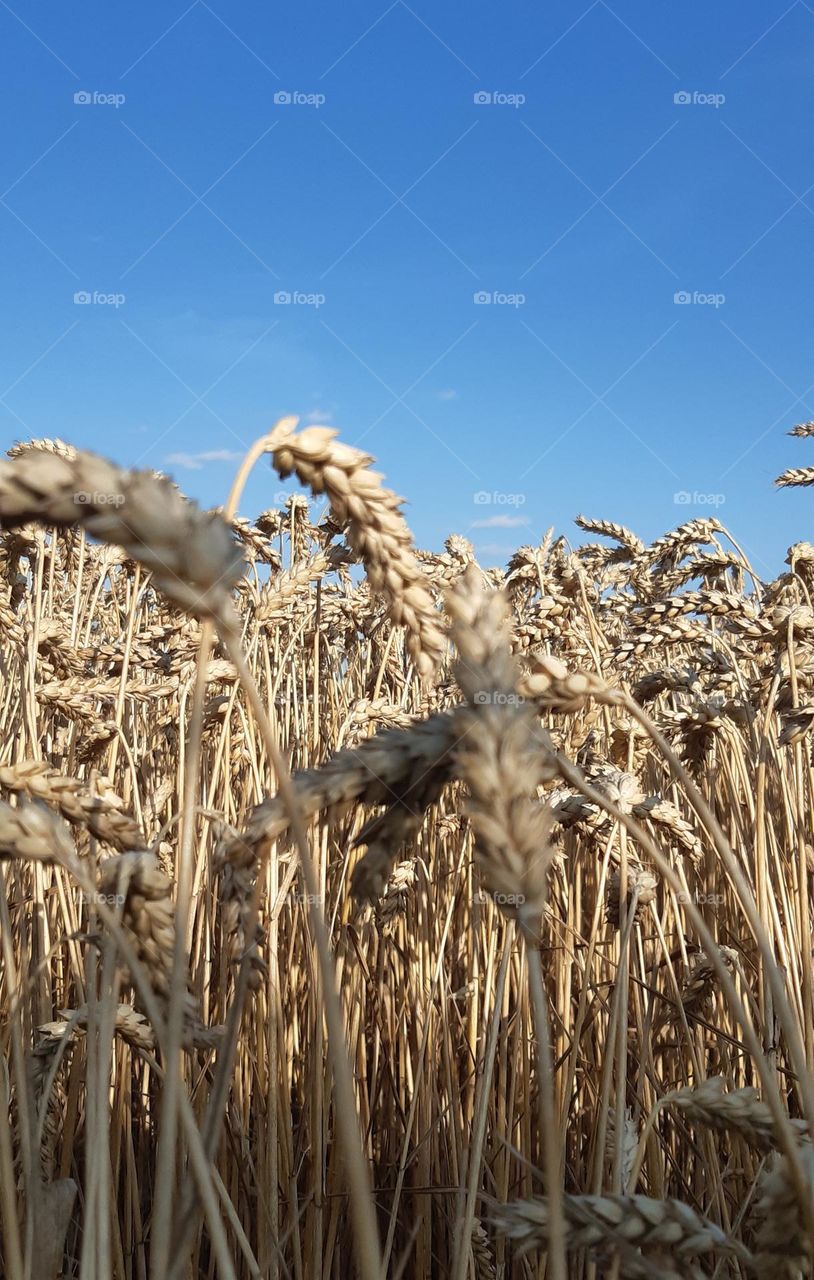 the natural beauty of countryside