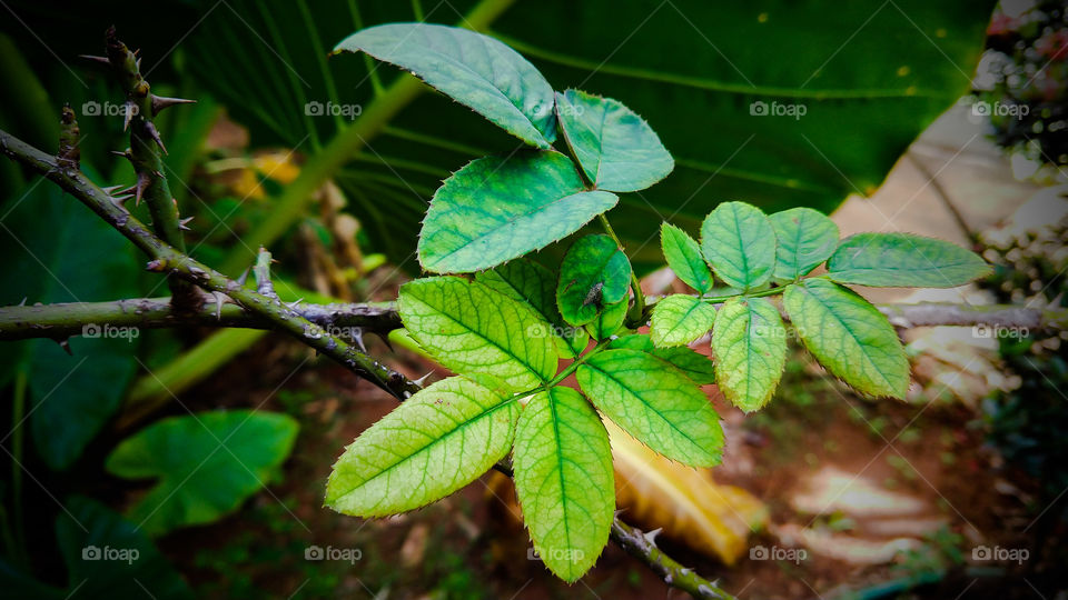 Folhas verdes de roseira.