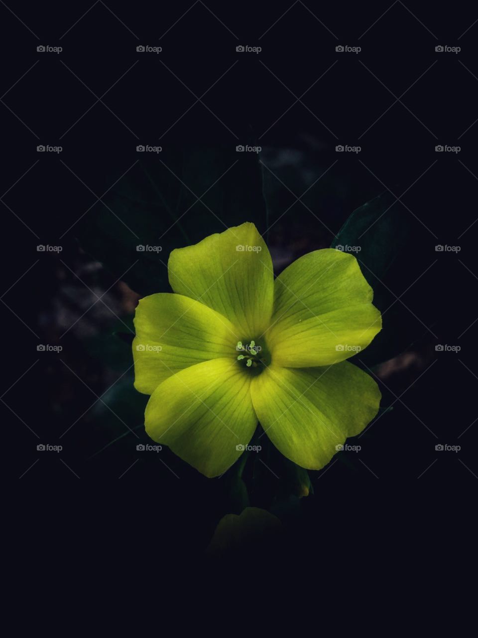 Yelloish green flower in a dark background