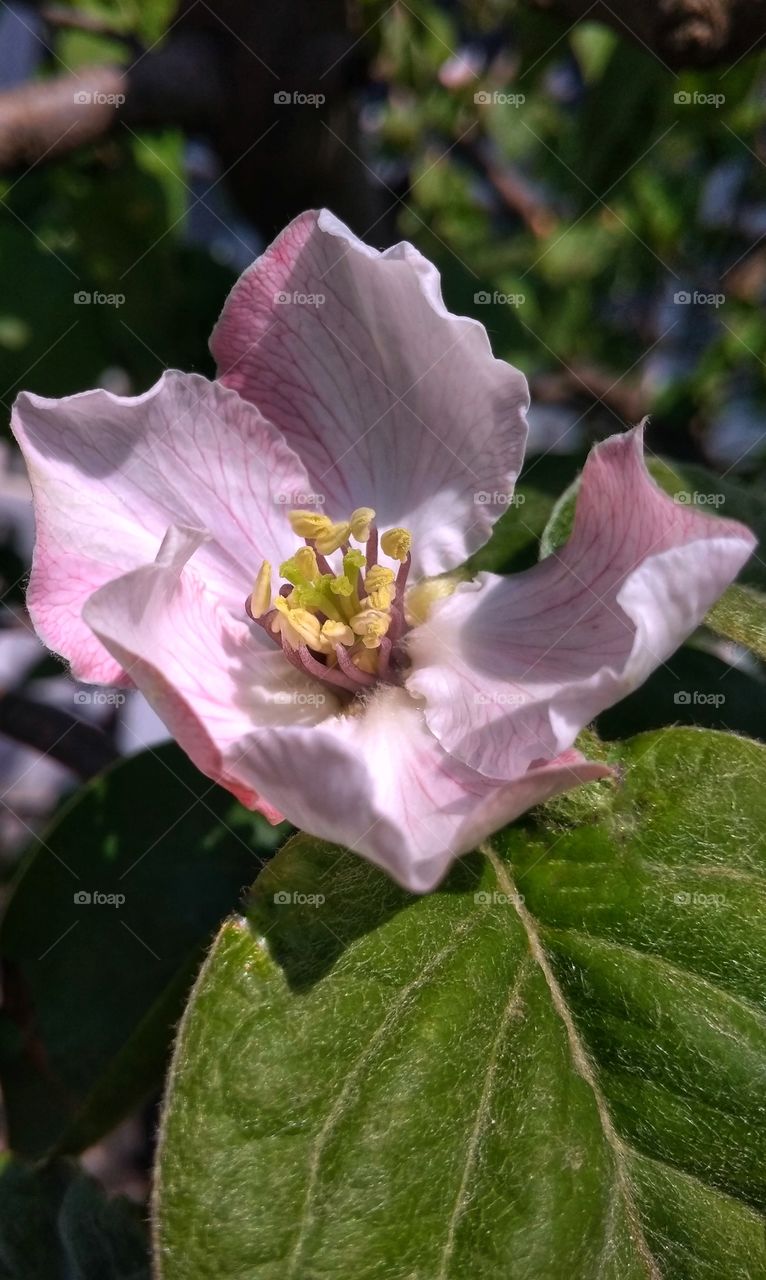 Flower of quince