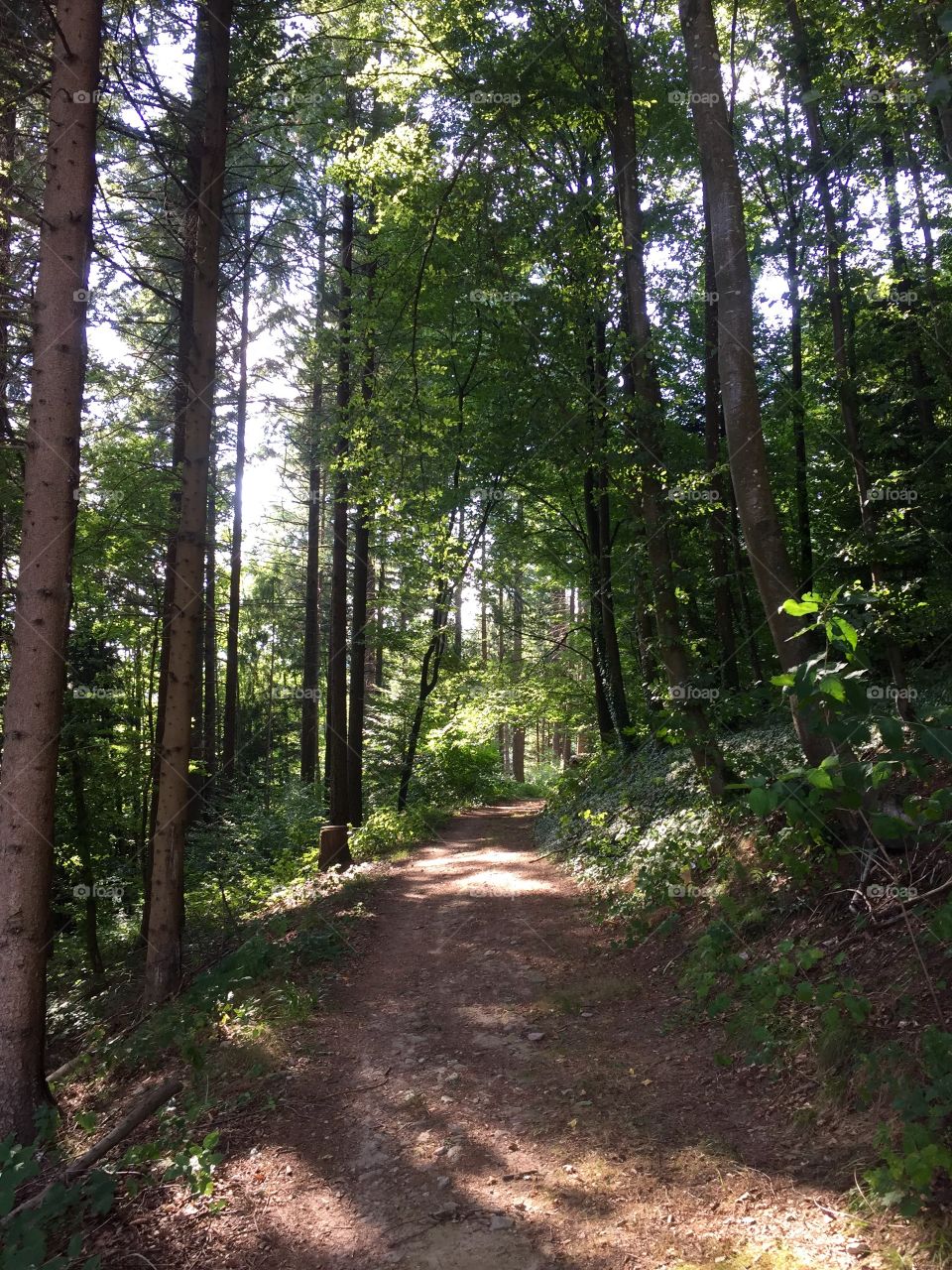 Forest in Switzerland near above the Lake of Zurich on the Gold Coast