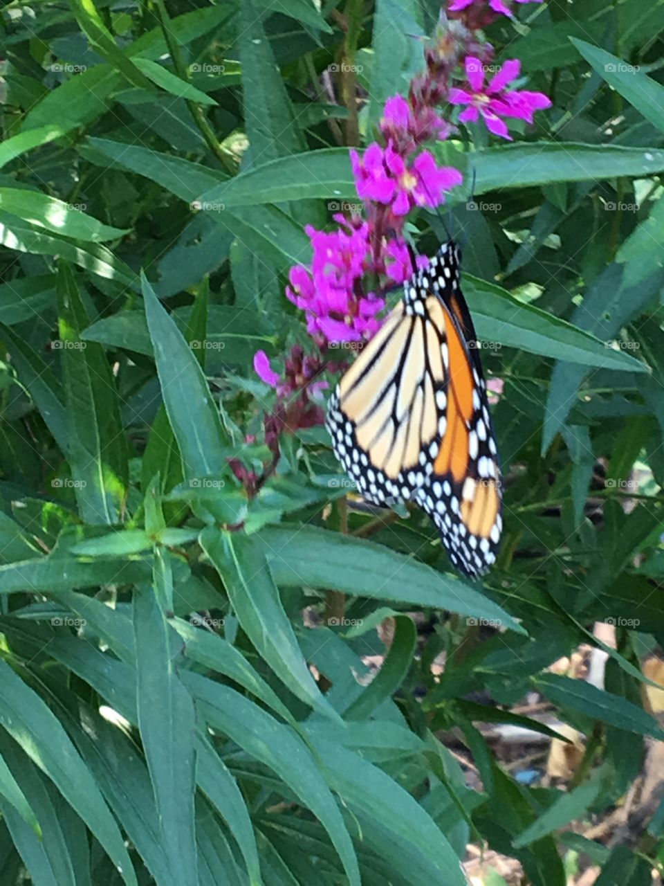 Monarch butterfly on purple flower