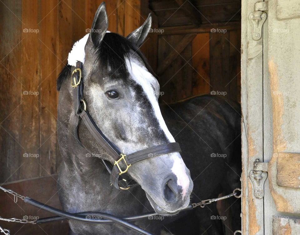 Tapwrit -Belmont Stakes Winner by zazzle.com/fleetphoto