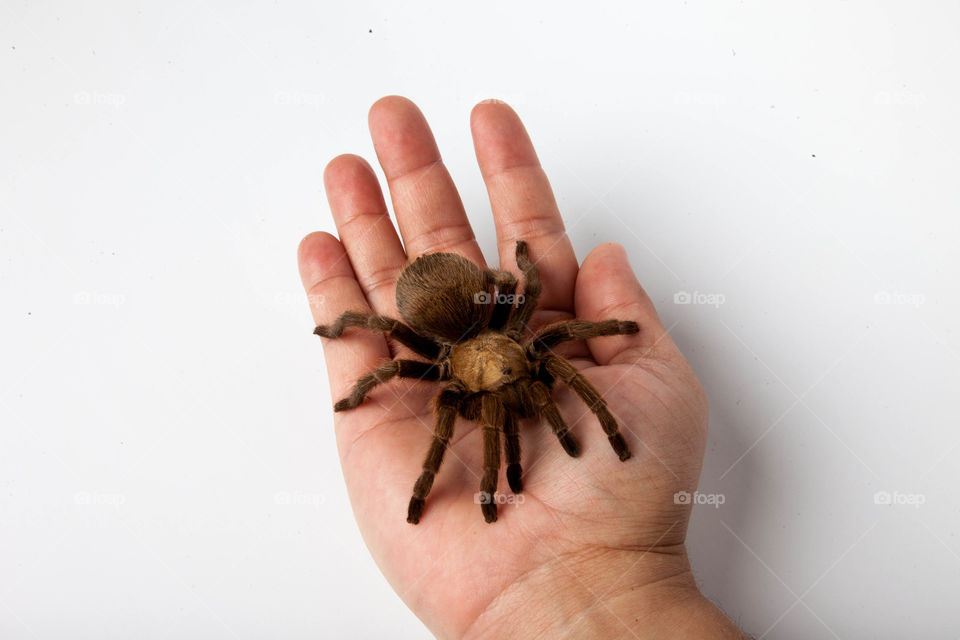 Tarantula in hand. This is a photograph of a Tarantula in a hand.
