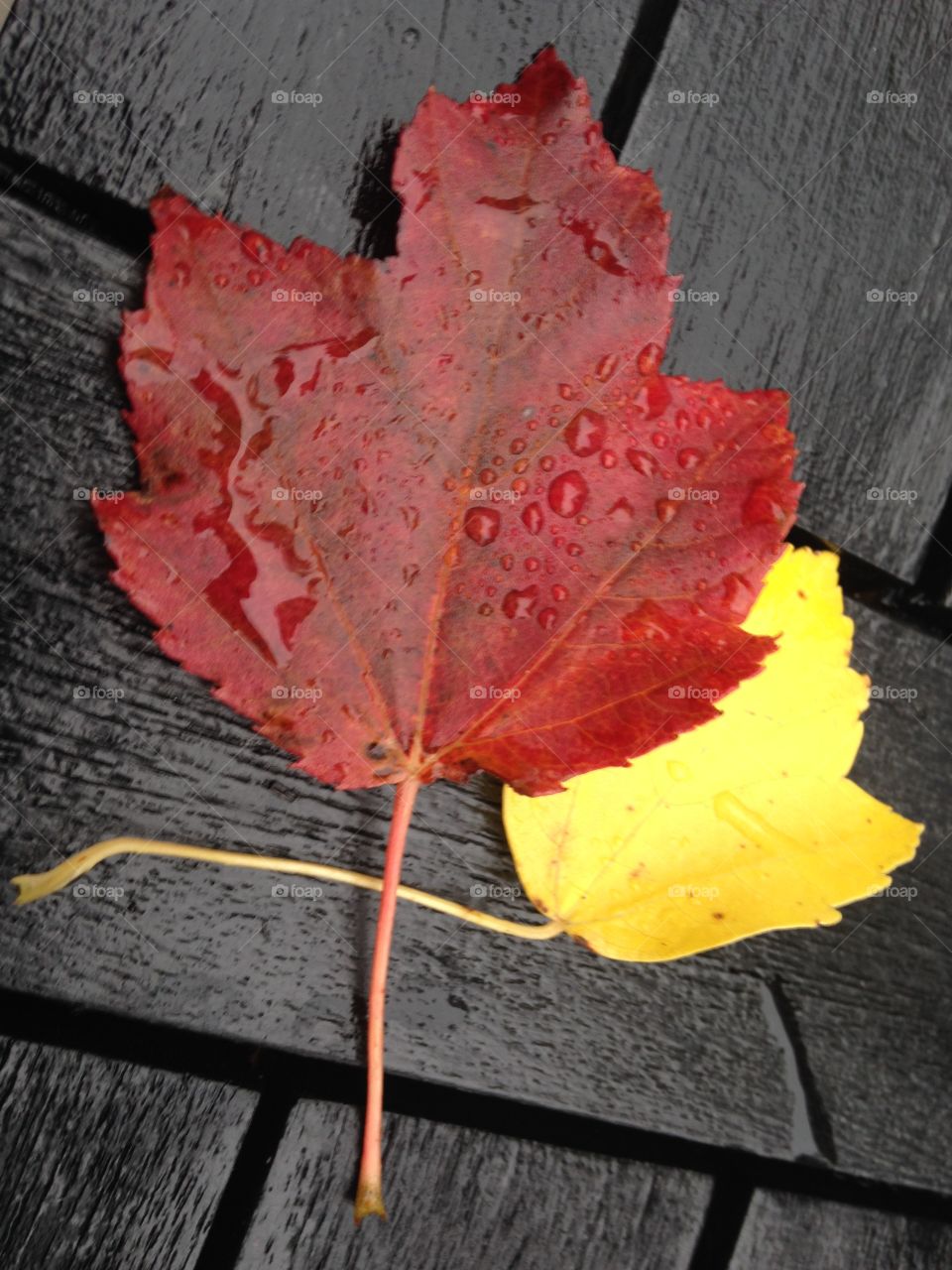 Red fall leave 