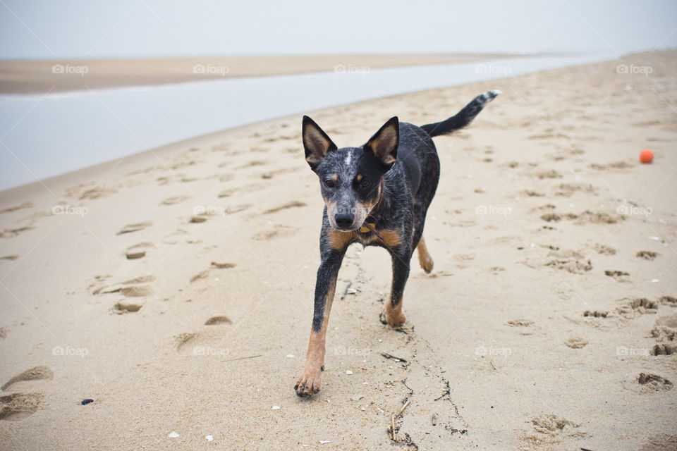 Beach, Dog, Sand, One, No Person