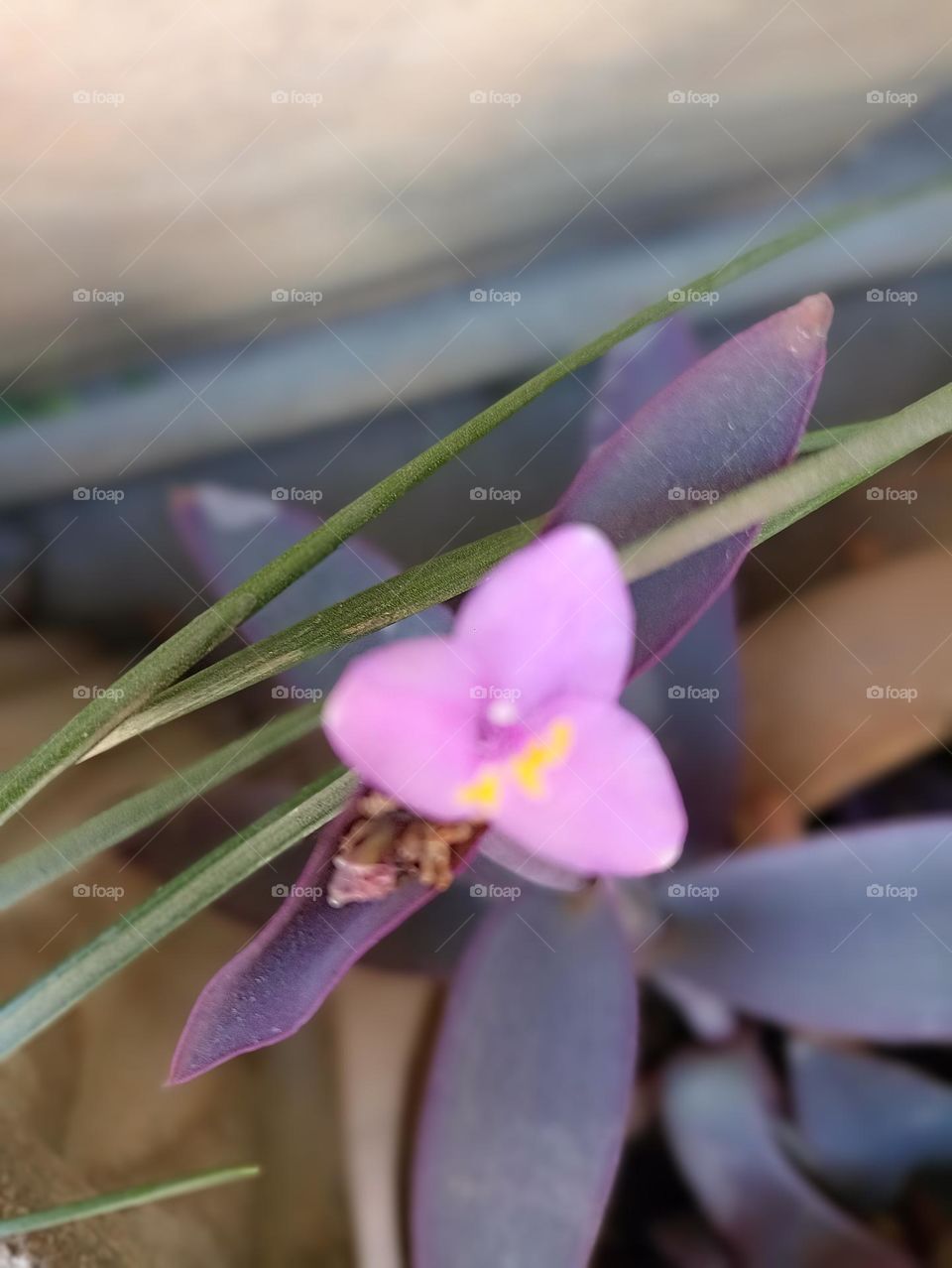 look my colour it's like a cute baby check