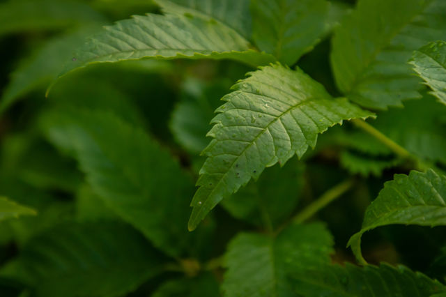 Water drops on leaves after rain