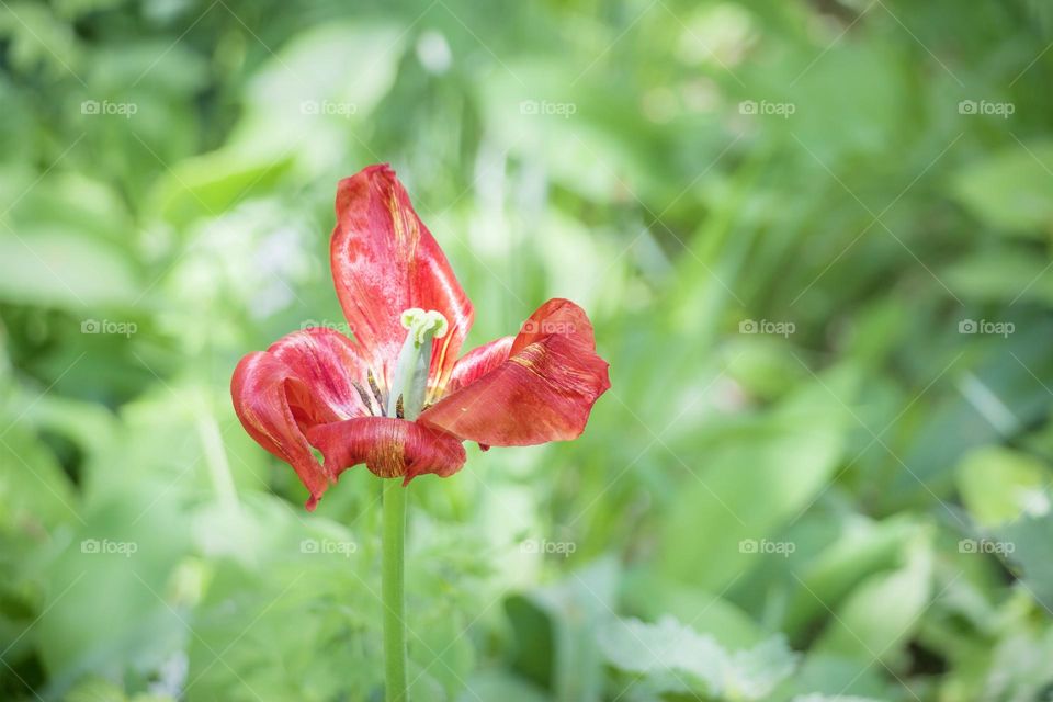 Close up of red tulip