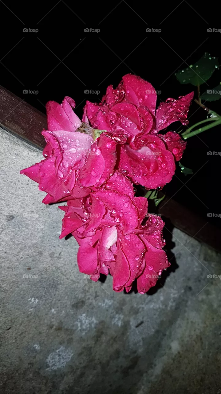 Rose
