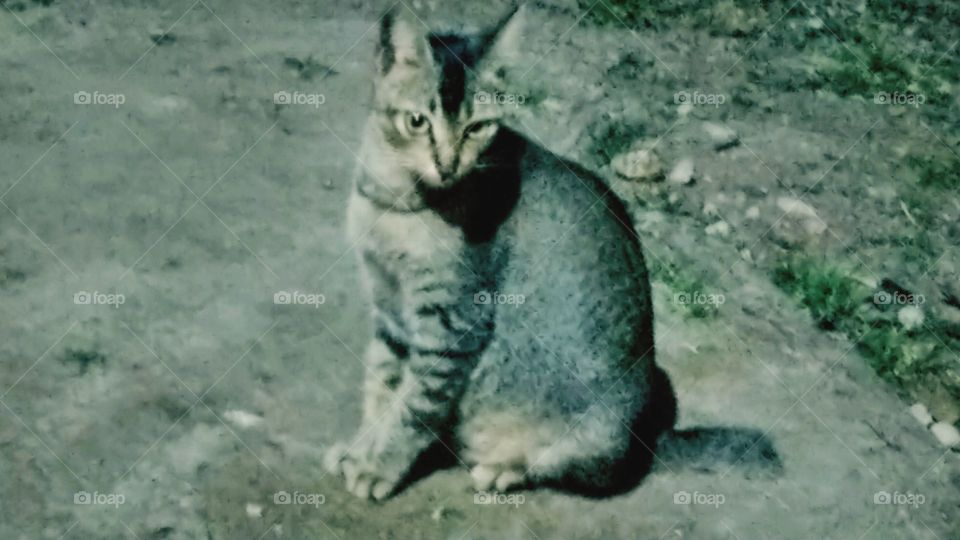 The look in the cat's eyes was something