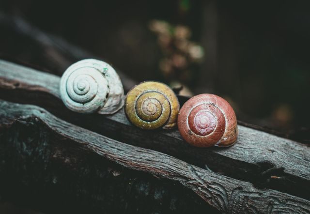 Three snails