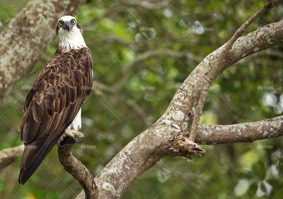 The osprey or more specifically the western osprey