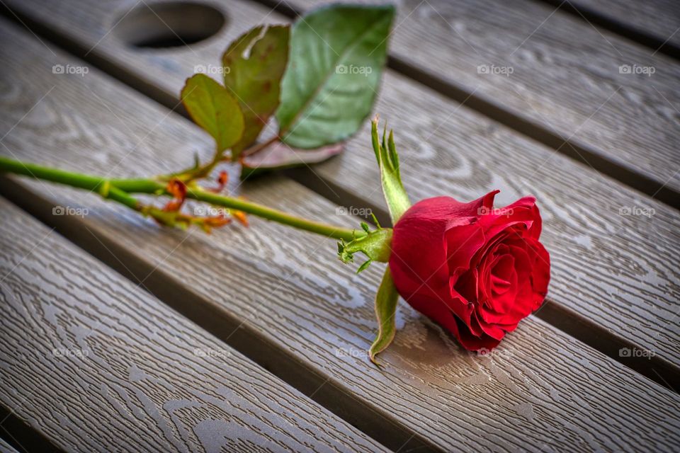 A rose on wood