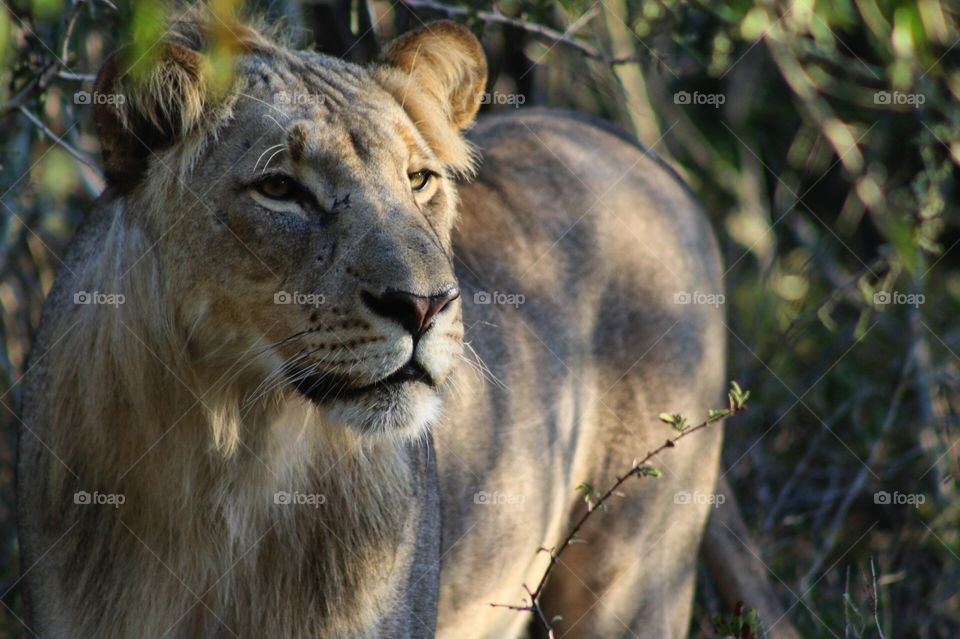 Amazing shot of a lion in kruger national park