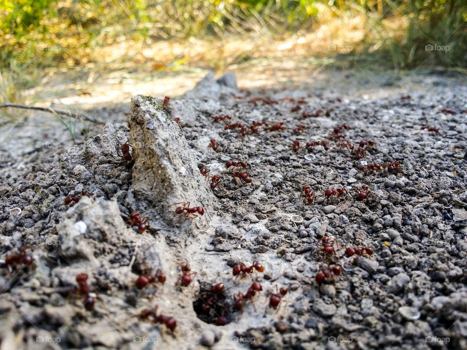 Working red ants