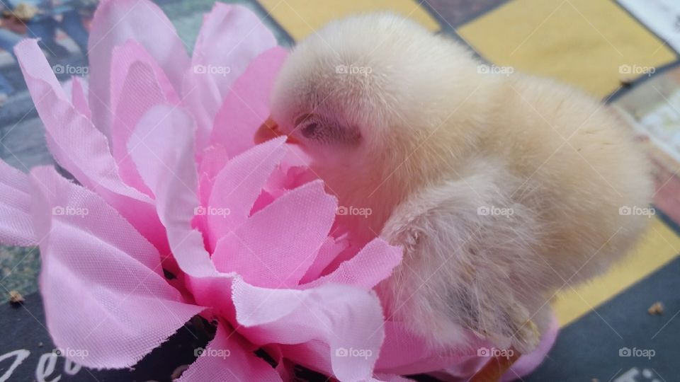 Baby Chick on Pink Flower