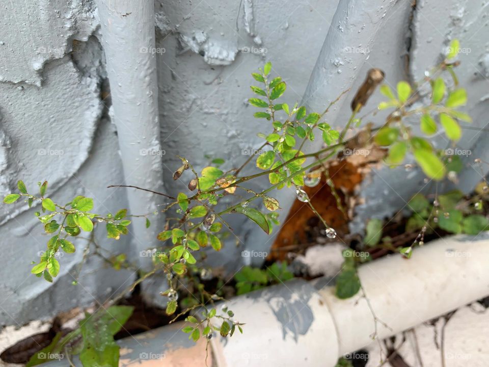 Fragile Small Plant And Baby Tree That Cracked The Concrete Growing In An Almost Impossible Unexpected Place Found After The Rain Fall.