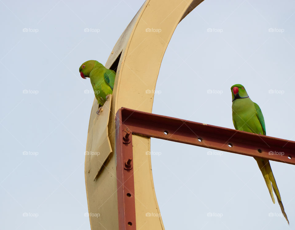 Bird photography  - parrots  - parental behavior