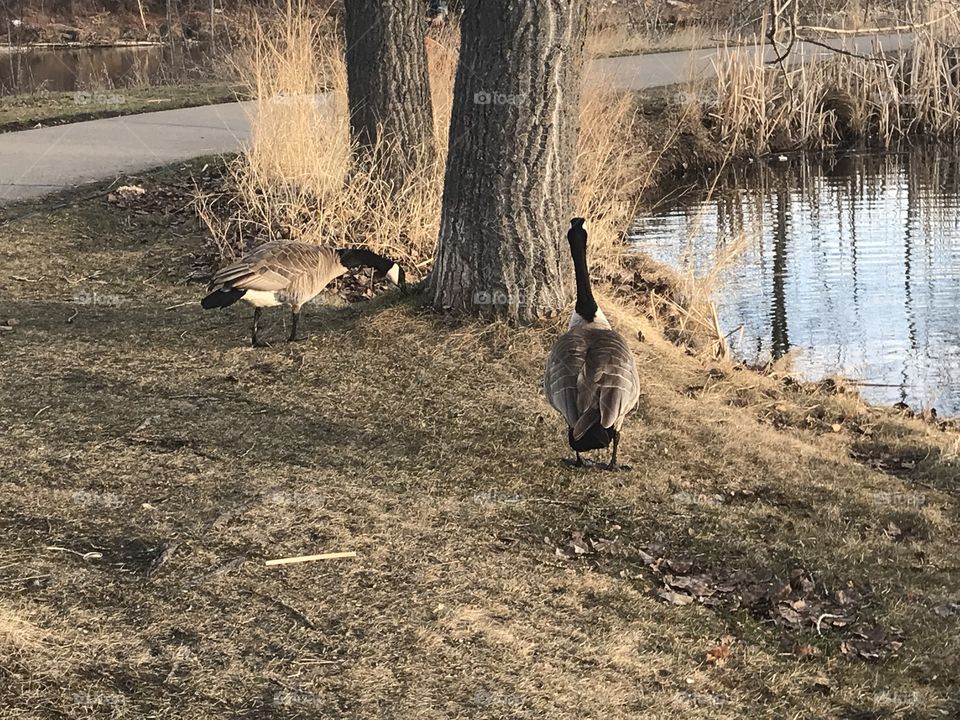 Two geese at Bower Ponds.