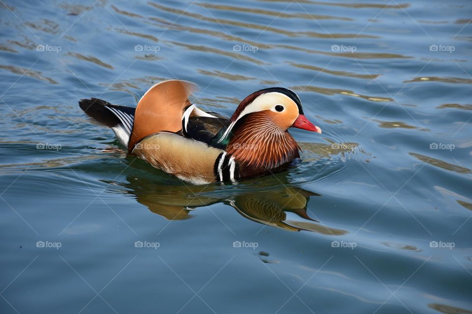 Mandarin duck