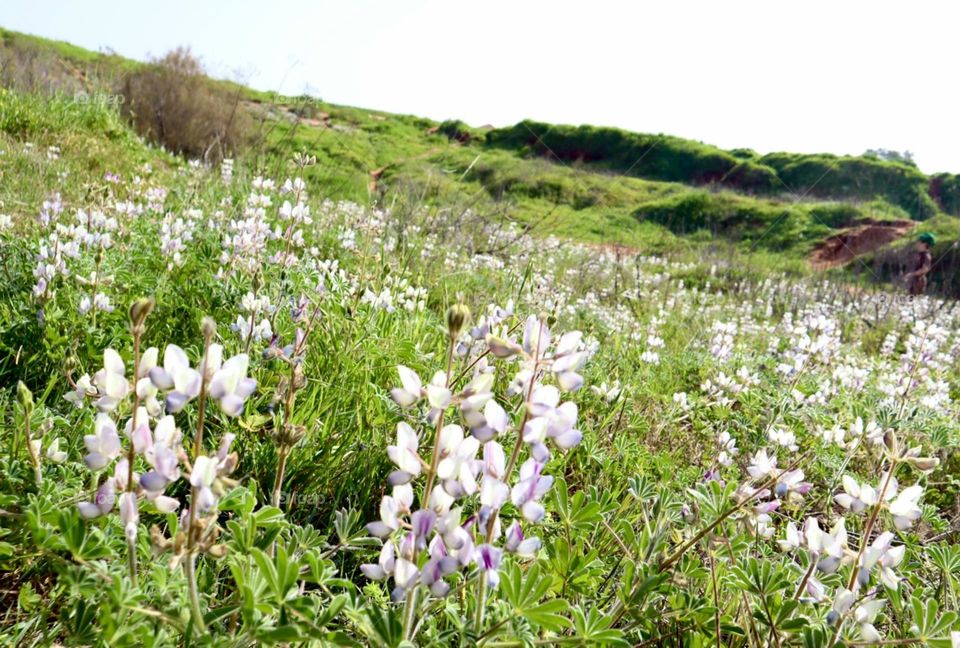 Meadow full of Lupines 