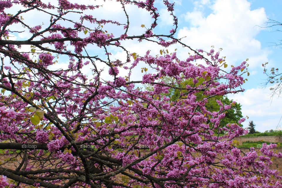 A view of the sky through the lushly blossoming branches of the Juda tree or Cercis siliquastrum