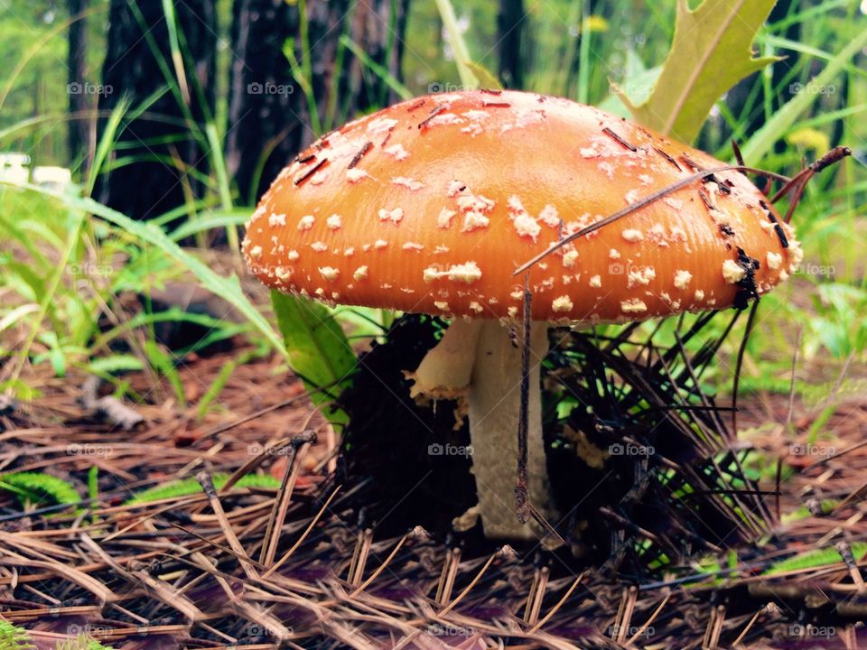 Mushroom in the Forest