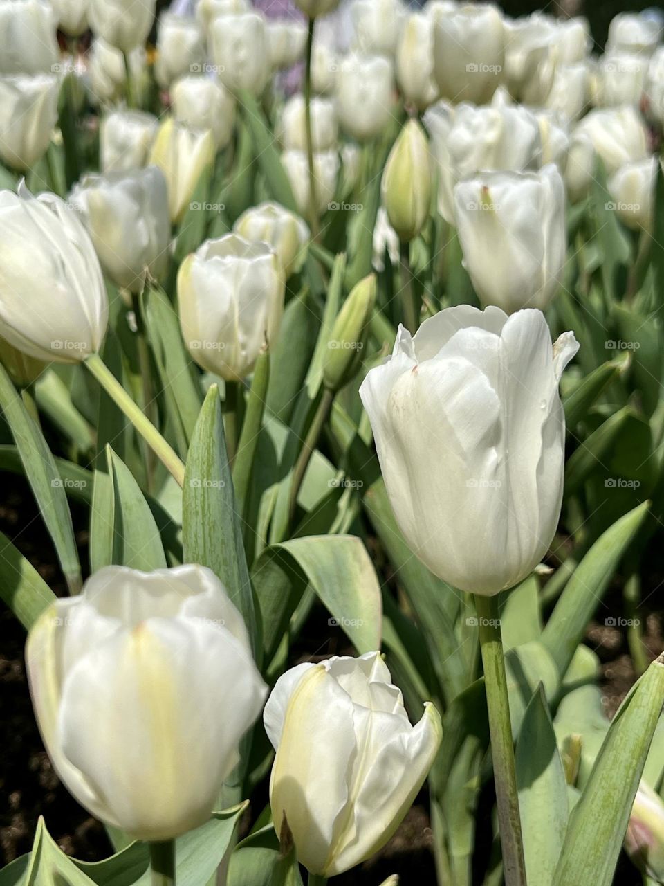 White tulips 