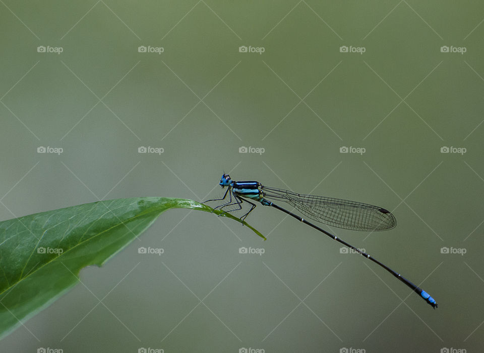 damselfly sitting on leaf