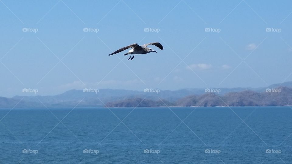 Seagull flying over the ocean with mountain background