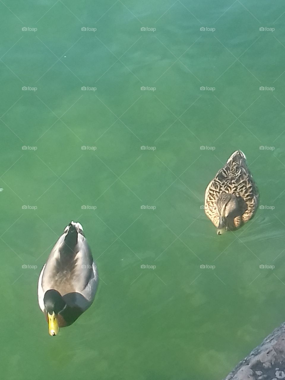 ducks in garda lake