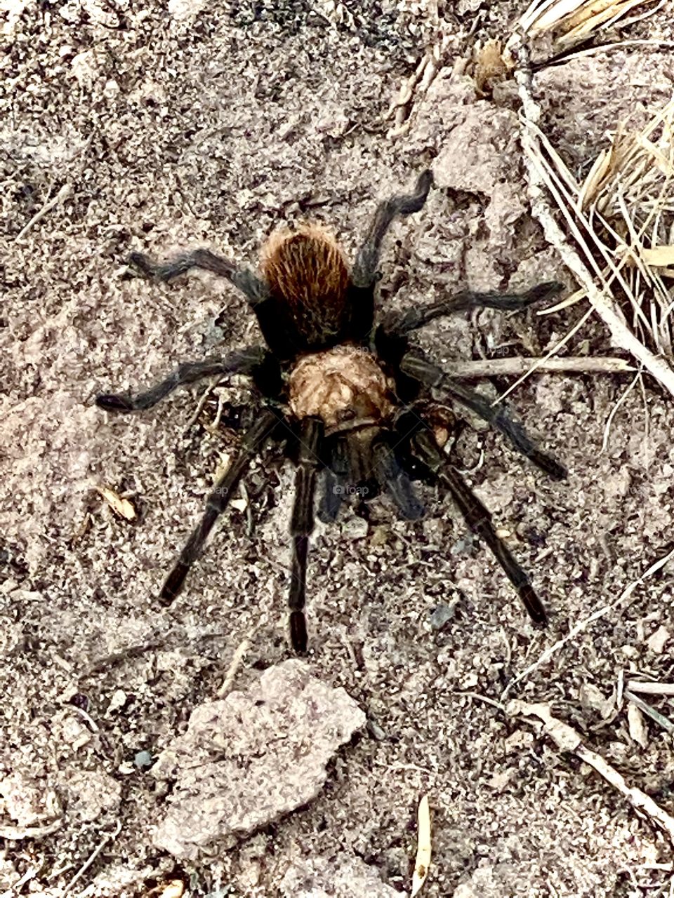 It’s Betsy Spider full of desert color!