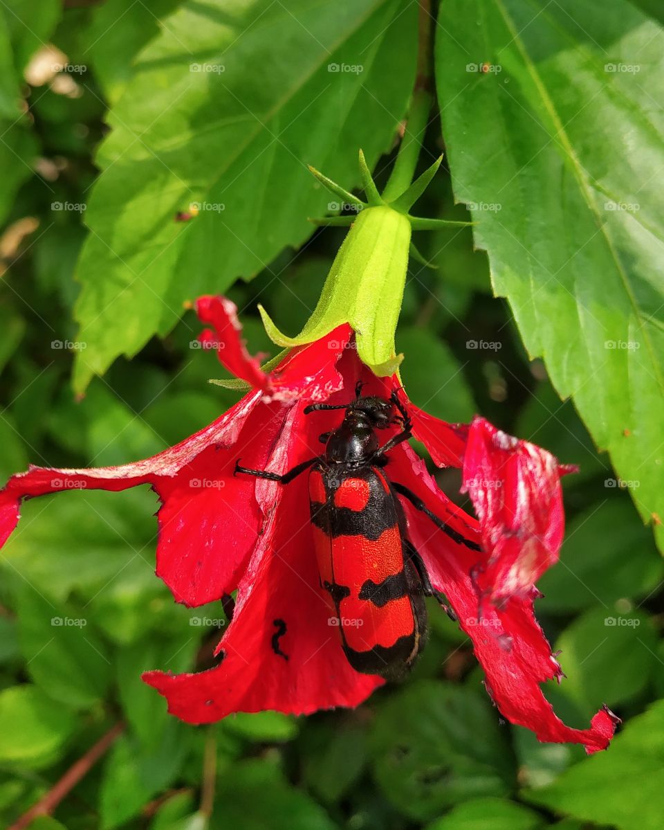 A beautiful insect enjoy the day