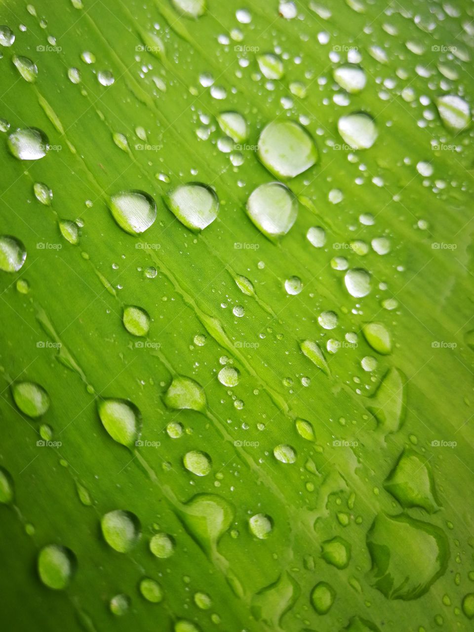 Green banana leaf with water drop.