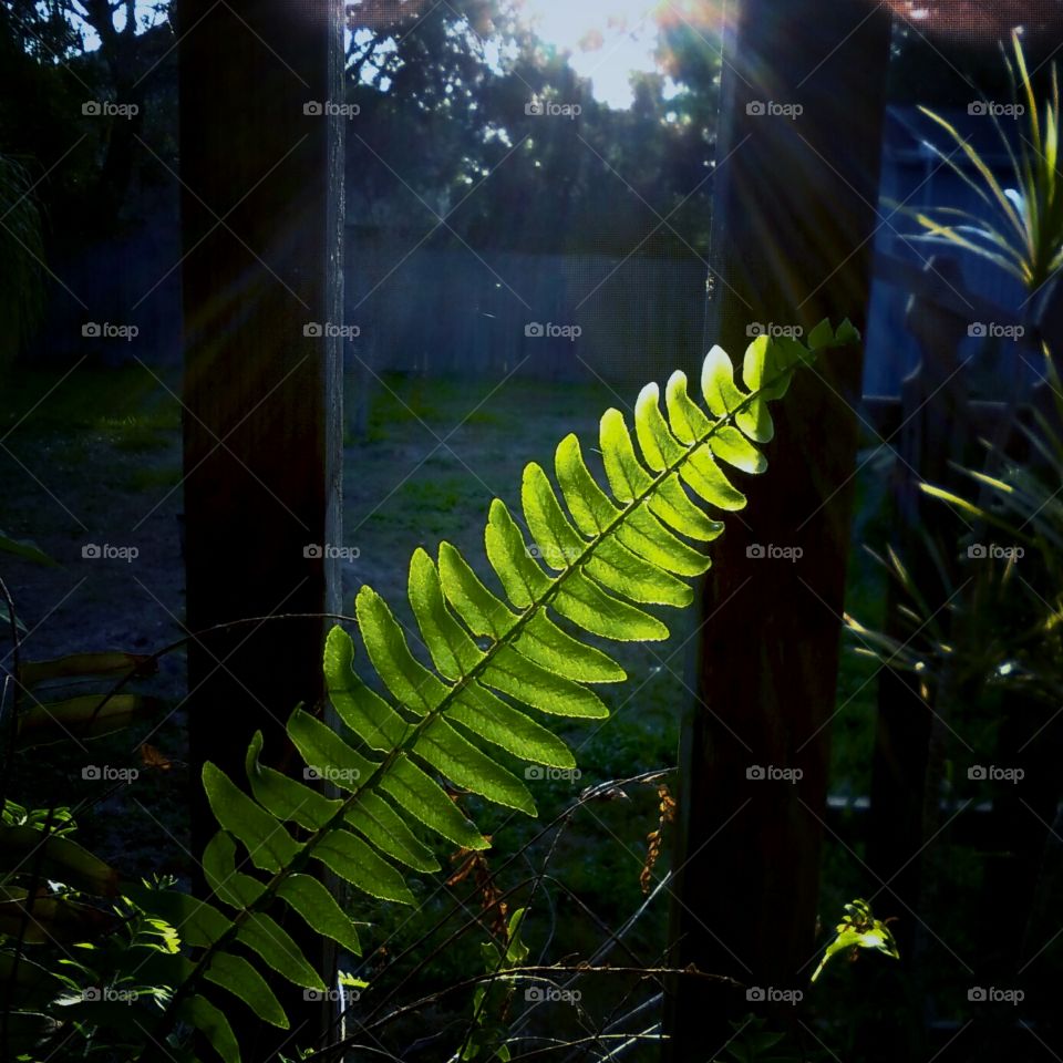 Fern Plant In Morning Sun