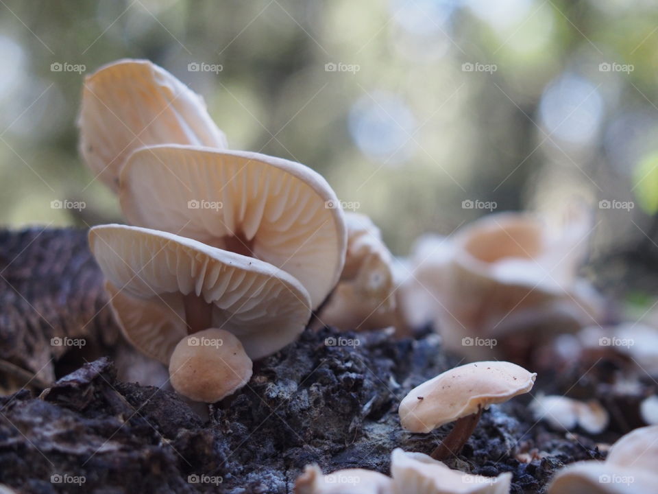 Mushroom in the forest
