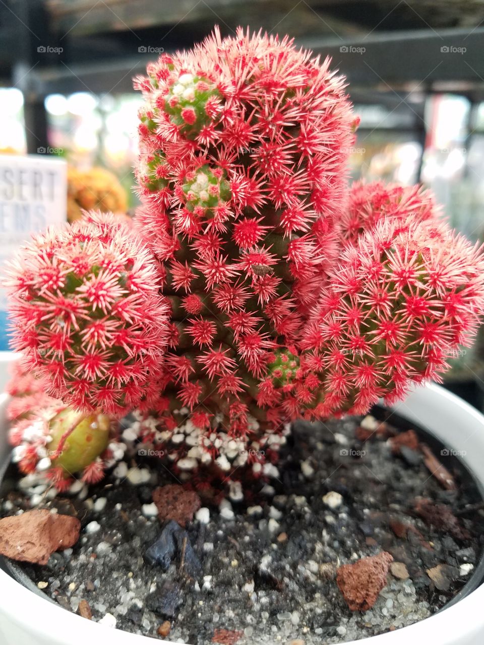 Colored Cactus